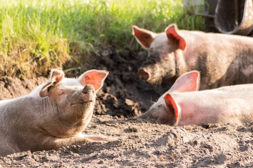 Управление ветеринарии Ставрополья: Распространения африканской чумы свиней в крае не допущено