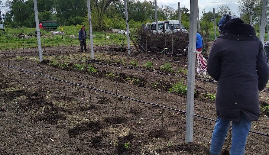Закладка садов в личных подсобных хозяйствах Новоалександровского района
